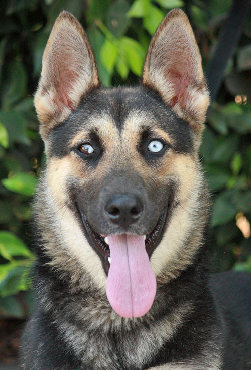 55+ White Blue Eyes German Shepherd Husky Mix l2sanpiero